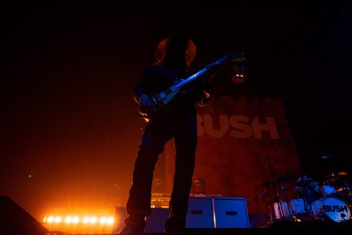 Bush; photo by Sara Halbach 