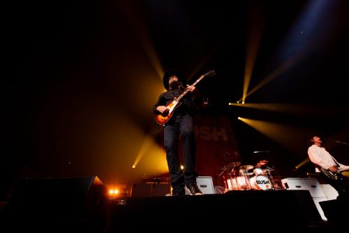 Bush; photo by Sara Halbach 