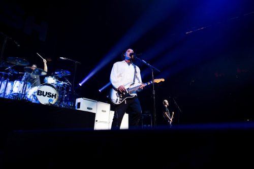 Bush; photo by Sara Halbach 