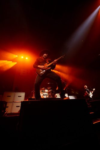 Bush; photo by Sara Halbach 