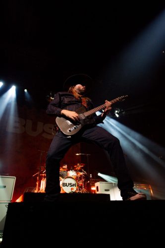 Bush; photo by Sara Halbach 