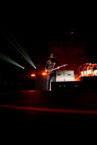 Bush; photo by Sara Halbach 