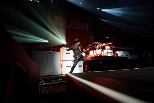 Bush; photo by Sara Halbach 